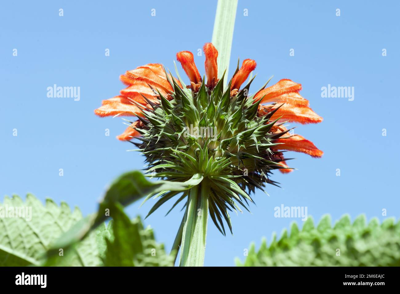 Image en gros plan des fleurs de la queue du lion Banque D'Images