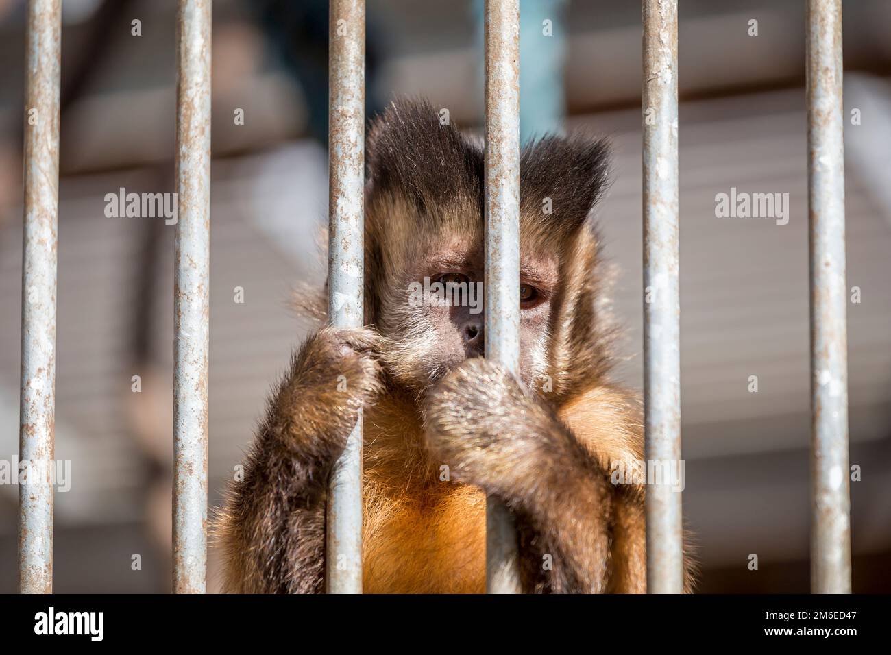 Petit singe derrière les grilles Banque D'Images