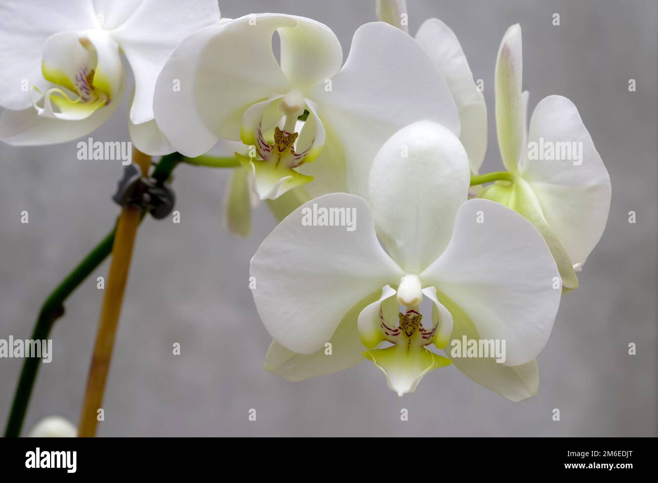 orchidée blanche, fleurs sur une branche sur un fond gris marbré flou gros plan, délicates fleurs naturelles Banque D'Images