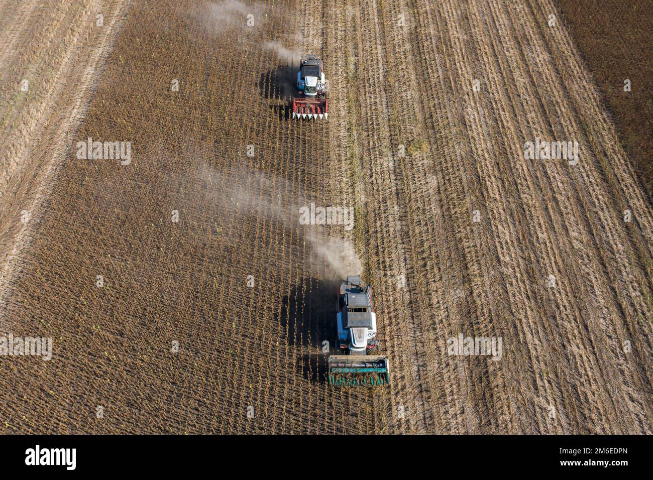 Récolte de graines de tournesol, vue aérienne Banque D'Images