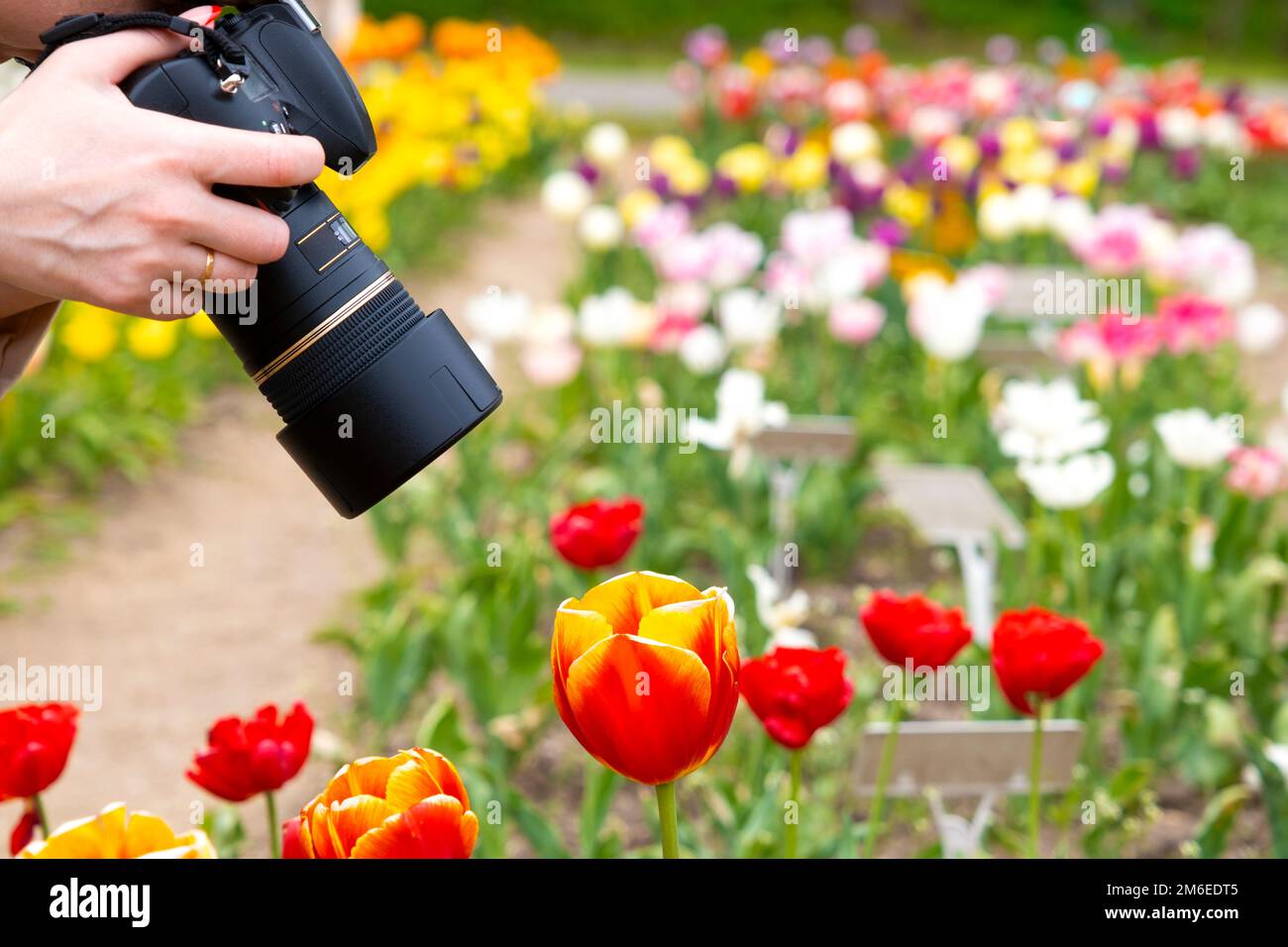 Femme photographiant la fleur de tulipe rouge dans le parc au printemps Banque D'Images