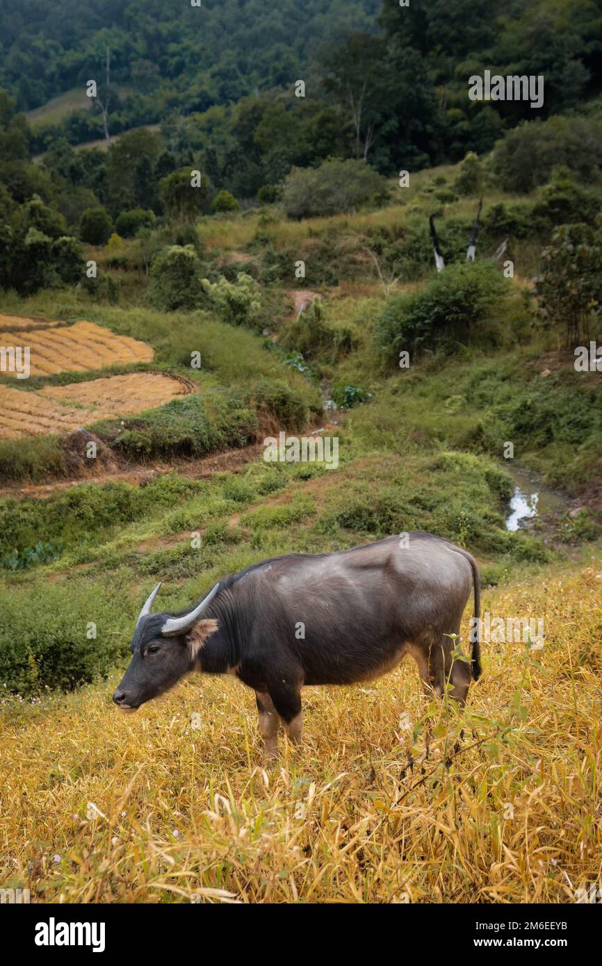 Buffle d'eau asiatique (Bubalus bubalis) dans la campagne du nord de la Thaïlande Banque D'Images