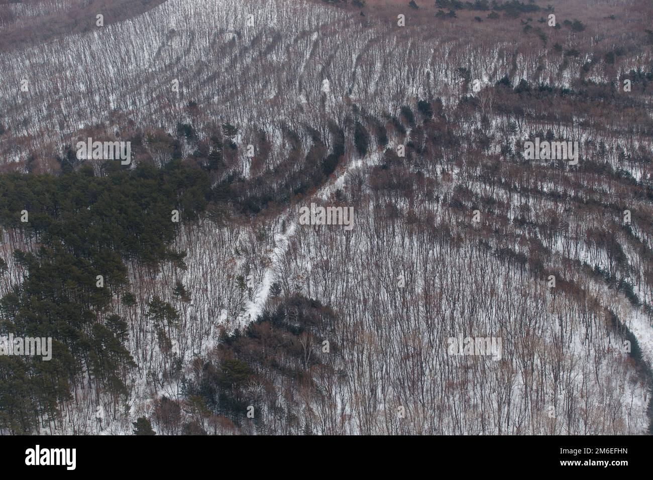 Vue de dessus. Des arbres succulents plantés dans la forêt en rangées paires Banque D'Images