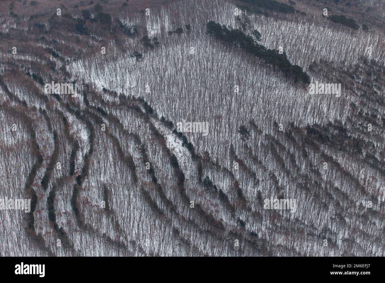 Vue de dessus. Des arbres succulents plantés dans la forêt en rangées paires Banque D'Images