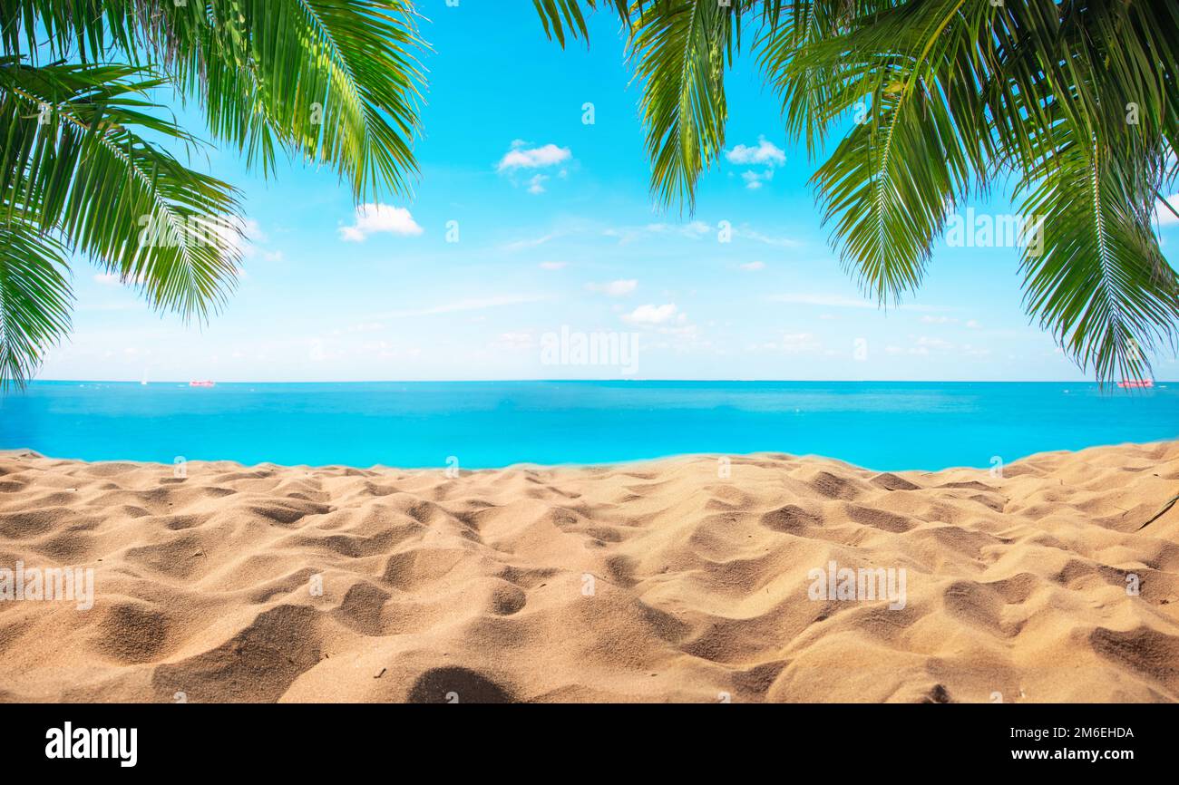 Plage tropicale avec cocotier Banque D'Images