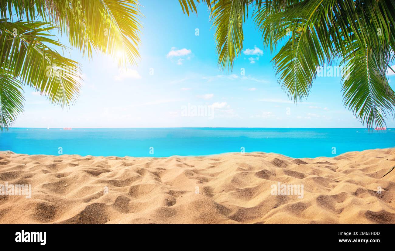 Plage tropicale avec cocotier Banque D'Images