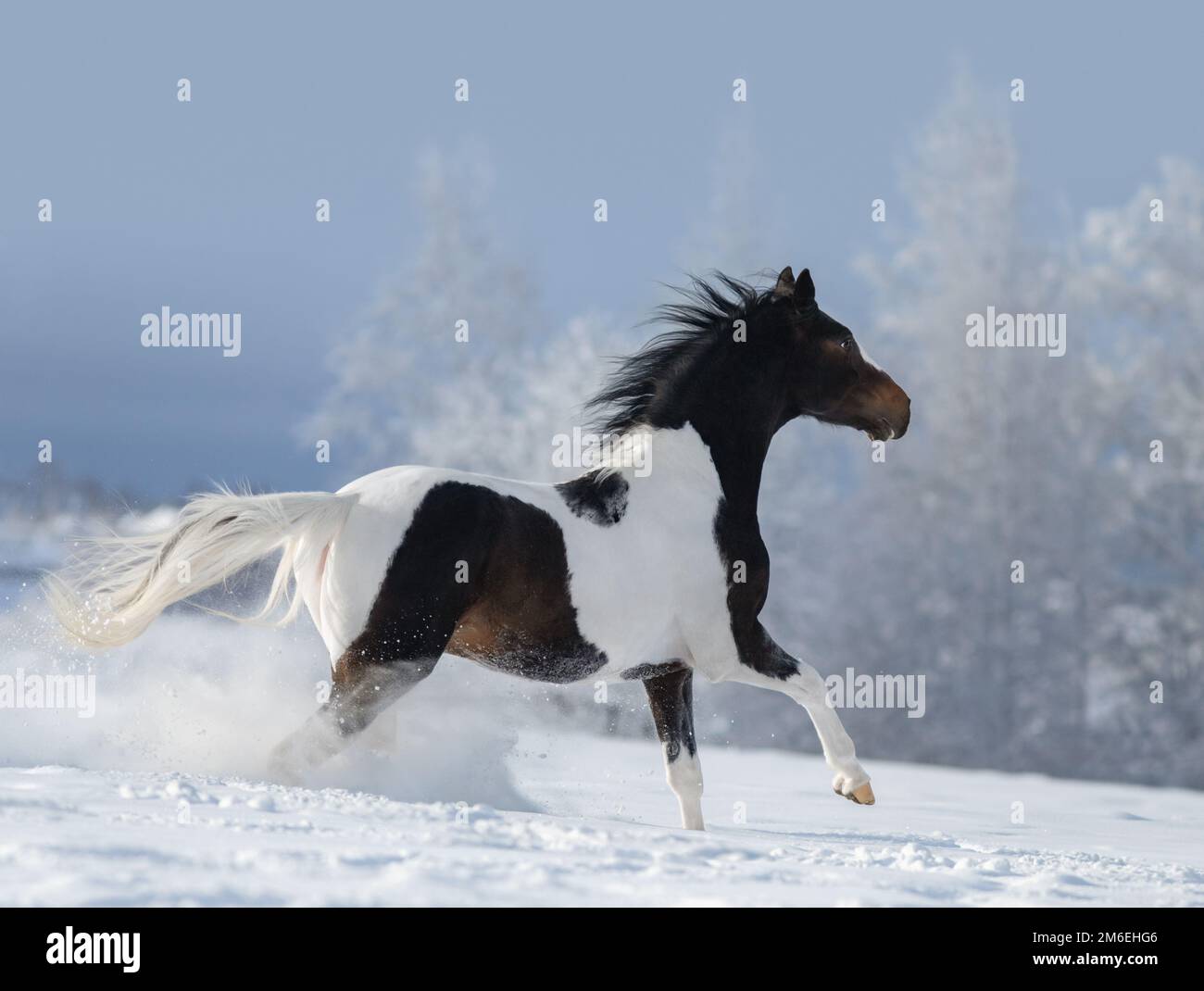 Un cheval américain peint galopant à travers la prairie enneigée d'hiver. Magnifique paysage d'hiver avec des arbres enneigés. Banque D'Images