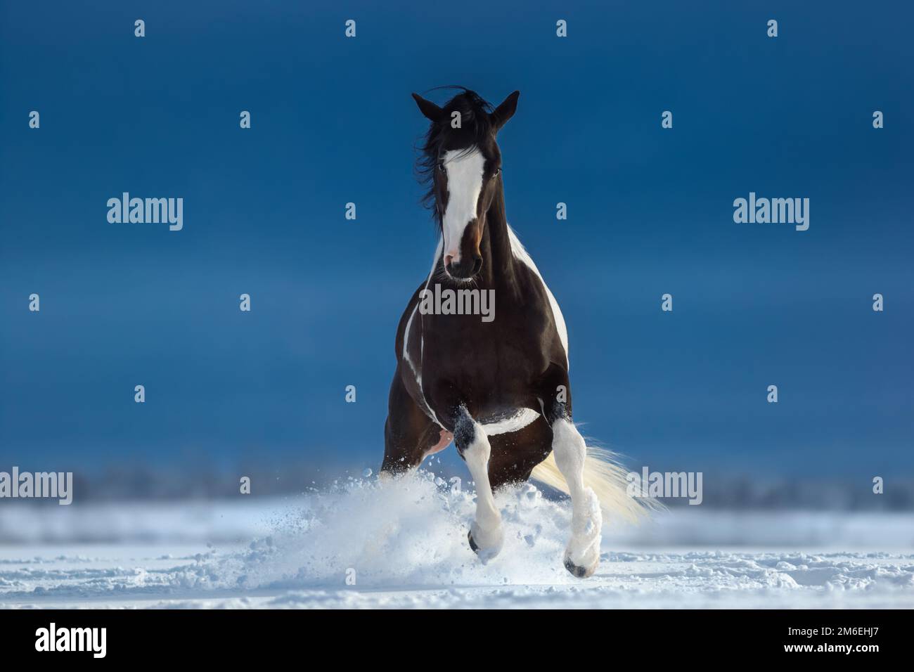 American Paint Horse sur les champs de neige. Vue avant. Banque D'Images