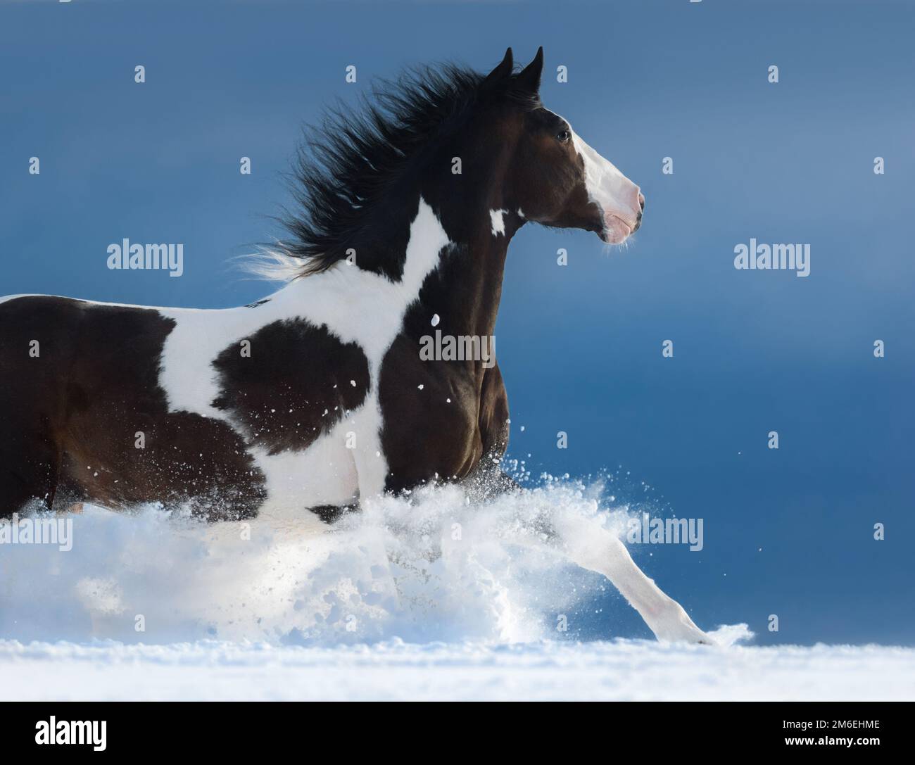 American Paint Horse Run gallop en hiver. Vue latérale. Banque D'Images