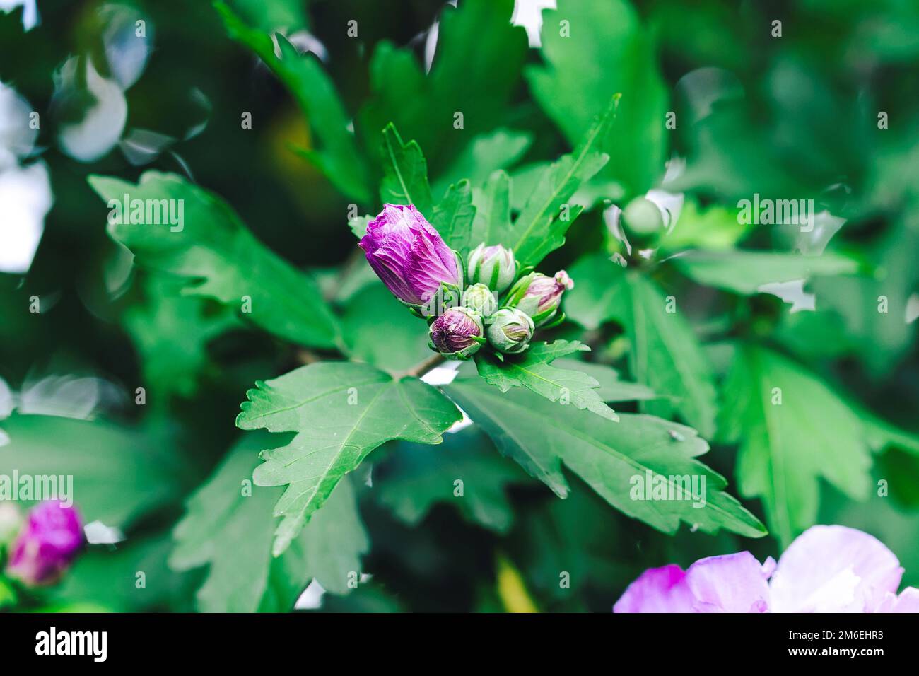 Un portrait vibrant des fleurs violettes fermées d'un buisson hibiscus syriacus dans un jardin. On l'appelle aussi la rose de sharon, la kétamia syrienne, l'arbuste Banque D'Images