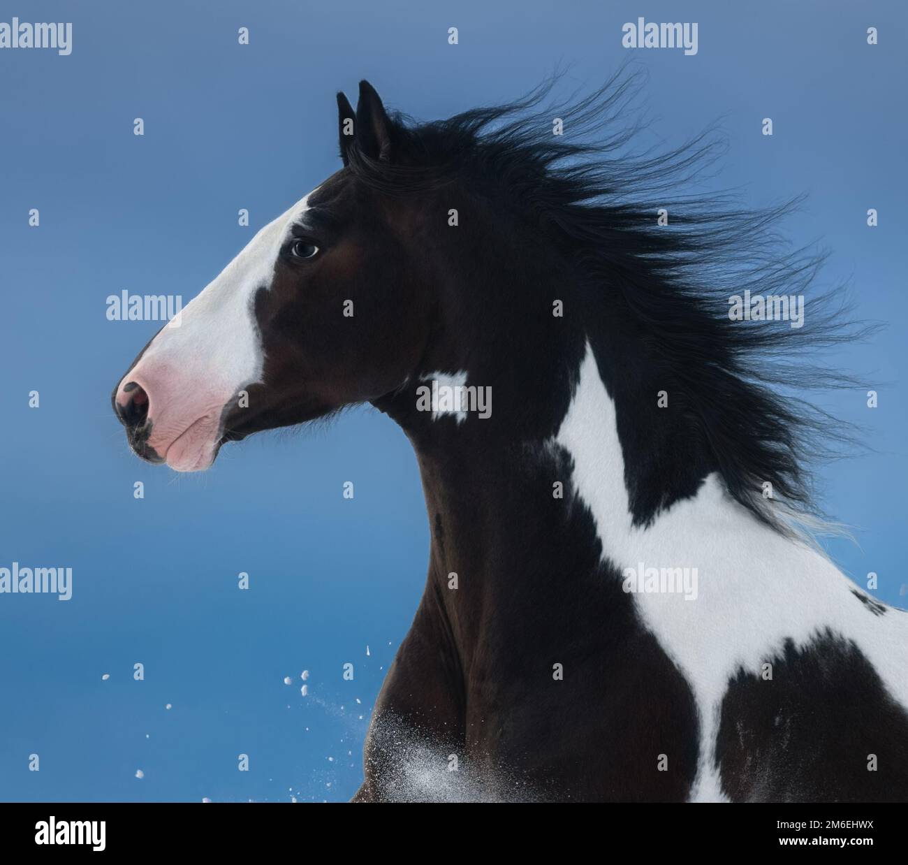 American Paint Horse. Portrait sur fond bleu foncé. Vue latérale. Gros plan. Banque D'Images