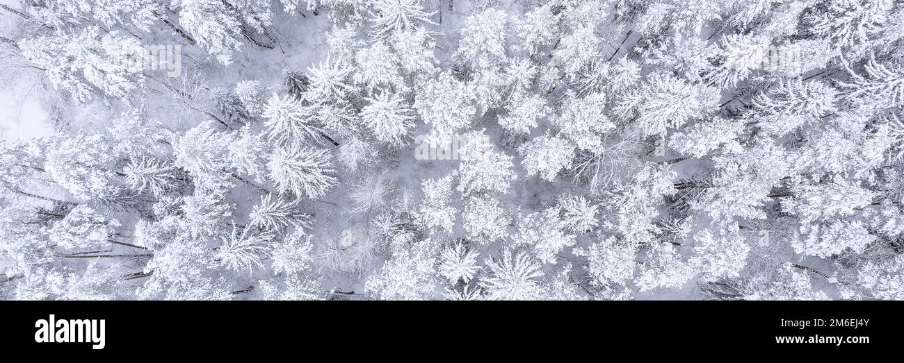 Magnifique paysage avec arbres sous la neige Banque D'Images