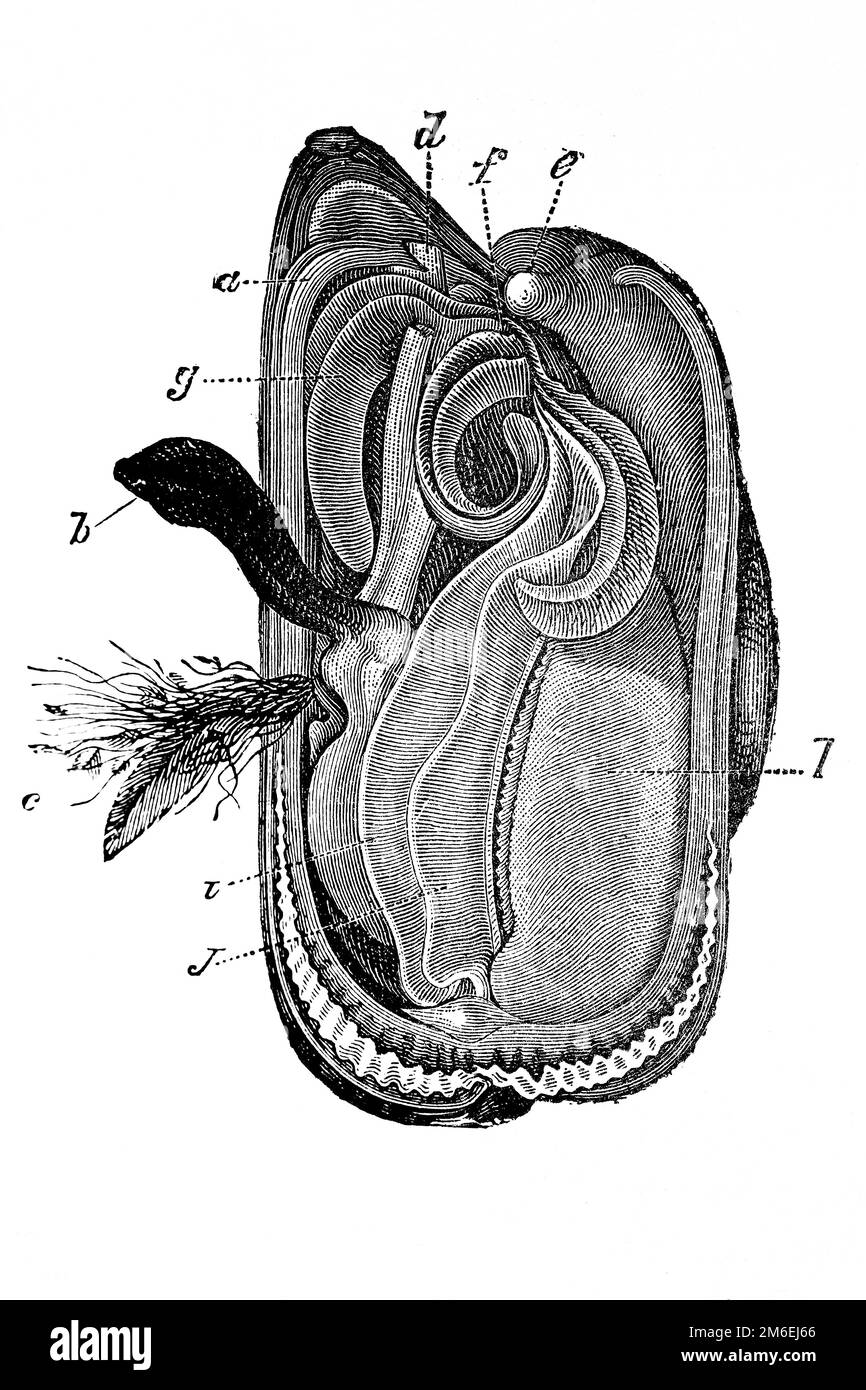 Diagramme de la moule. Mytilus edulis. Illustration ancienne d'un livre médical. 1889. Banque D'Images
