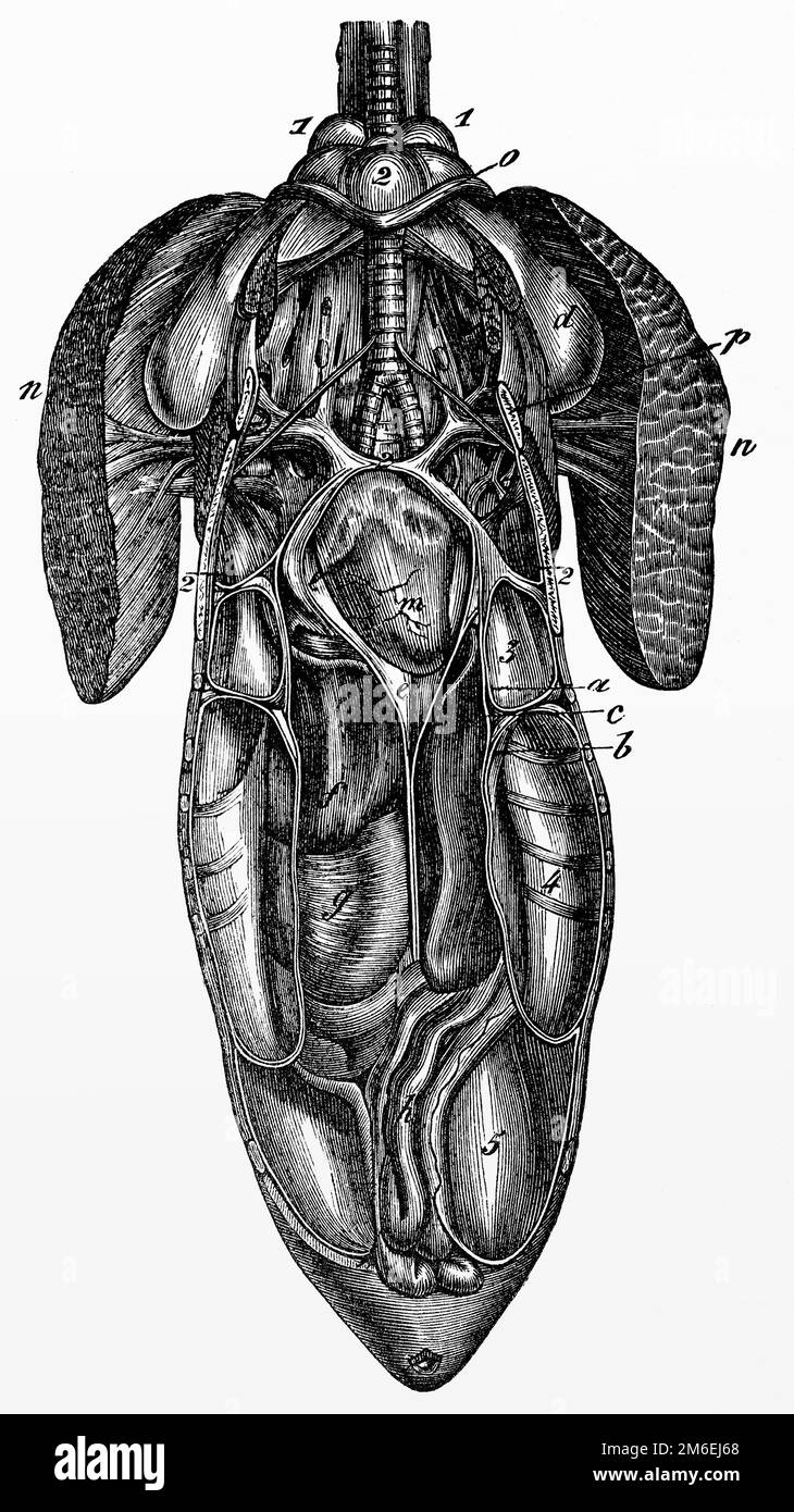 Système digestif d'un canard. Illustration ancienne d'un livre médical, 1889. Banque D'Images