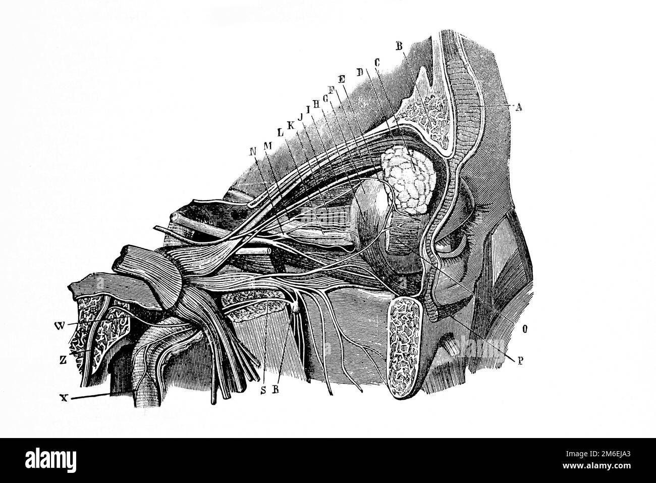 Région orbitale de l'œil. Muscles et nerfs. Illustration ancienne d'un livre médical. 1889. Banque D'Images