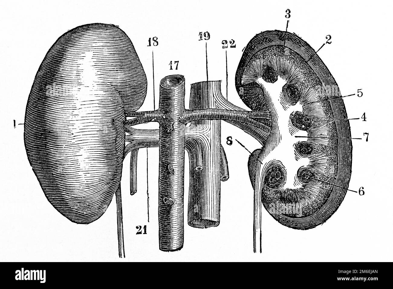 Anatomie des reins. Illustration ancienne d'un livre médical. 1889. Banque D'Images