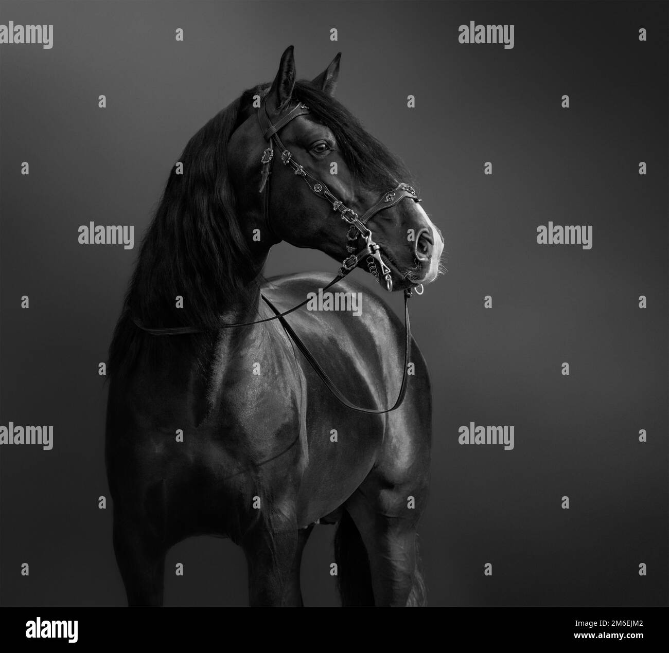 Cheval andalou à la bride baroque portugaise. Photo noir et blanc. Banque D'Images