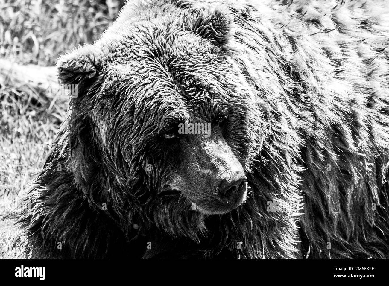 Portrait en noir et blanc d'un grizzli brun couché dans l'herbe. Le mammifère est un prédateur dangereux, mais il regarde et agit maintenant Banque D'Images