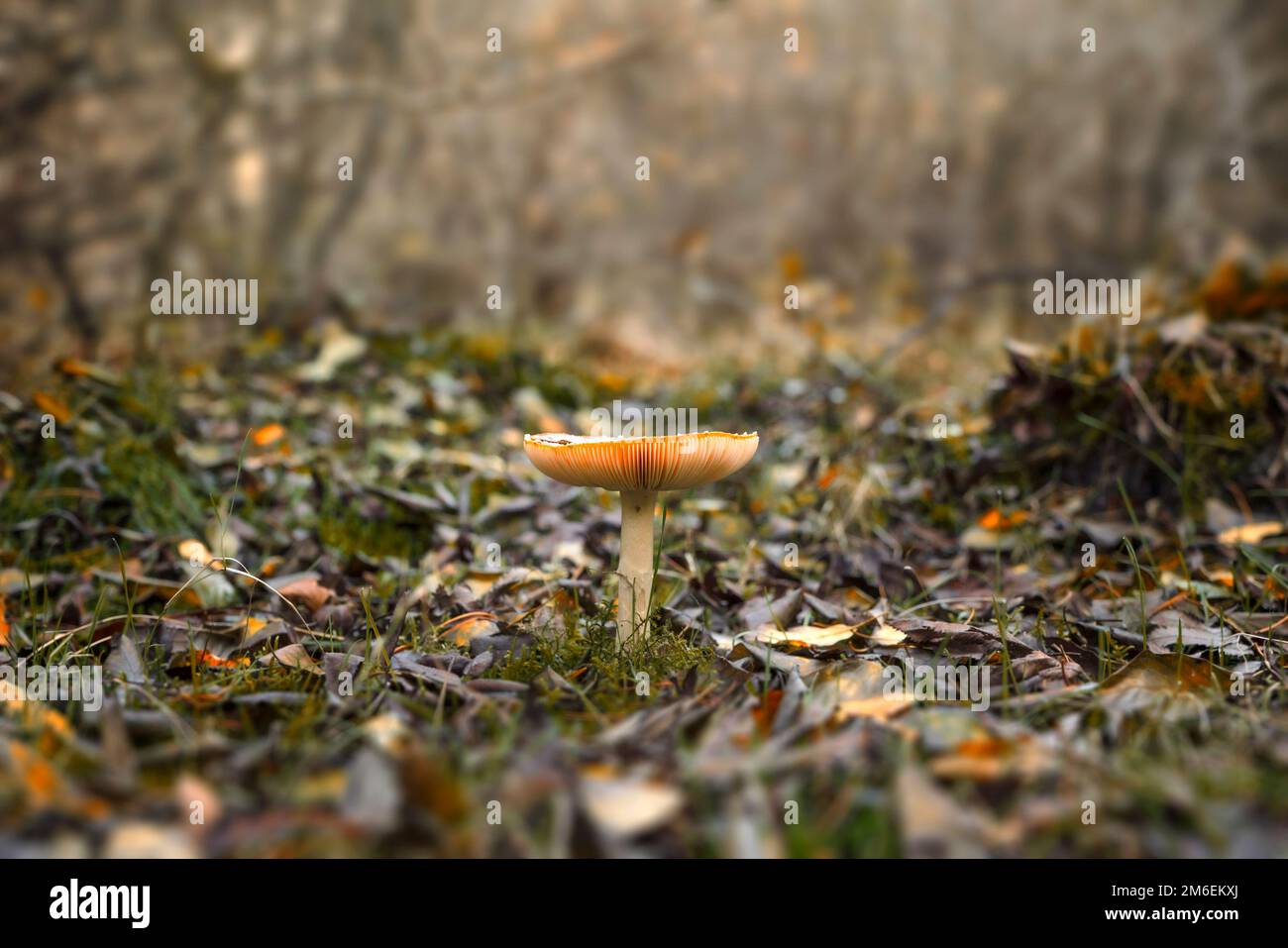 Champignon rouge au début de l'automne debout dans la forêt par un jour lumineux Banque D'Images