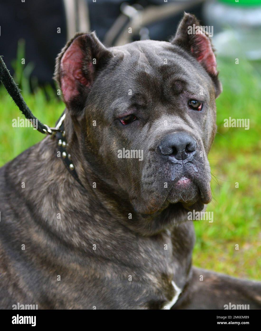 Chien race Cane-Corso lors d'une promenade le jour de l'été Banque D'Images