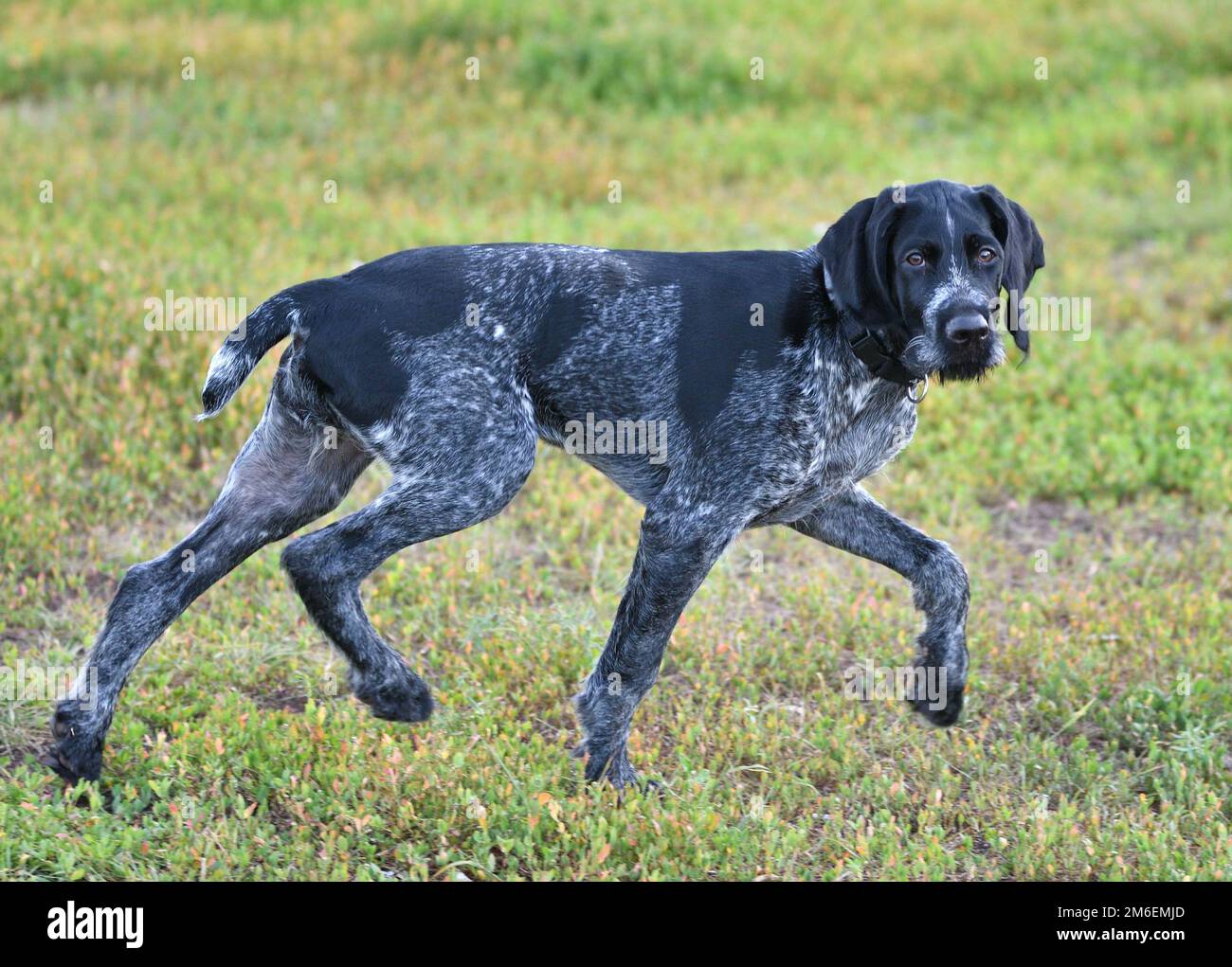 Pointeur allemand à poil dur ou Drahthaar (Deutsch Drahthaar, Deutscher Drahthaariger Vorstehhhhhhhhhhhhhhhund) sur t Banque D'Images