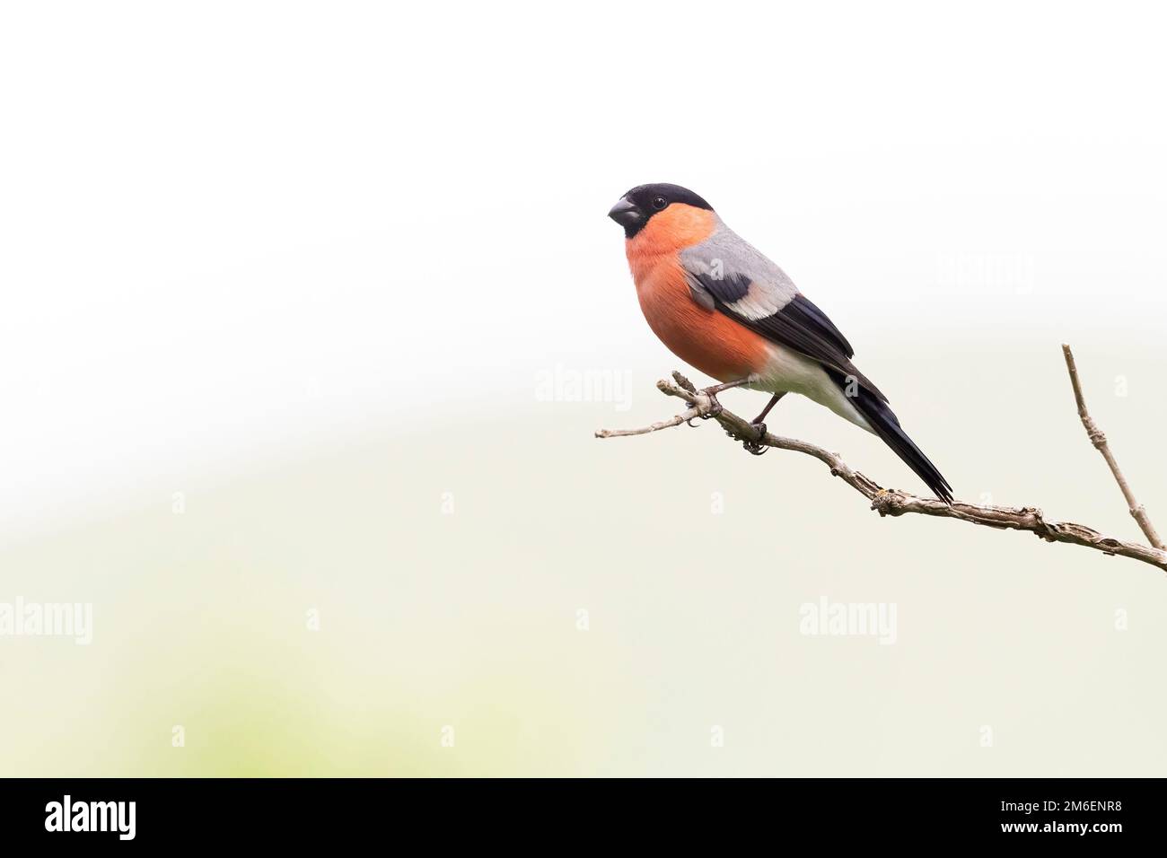 Le bullfinch eurasien mâle, le bullfinch commun ou le bullfinch (Pyrrhula pyrrhula) Banque D'Images