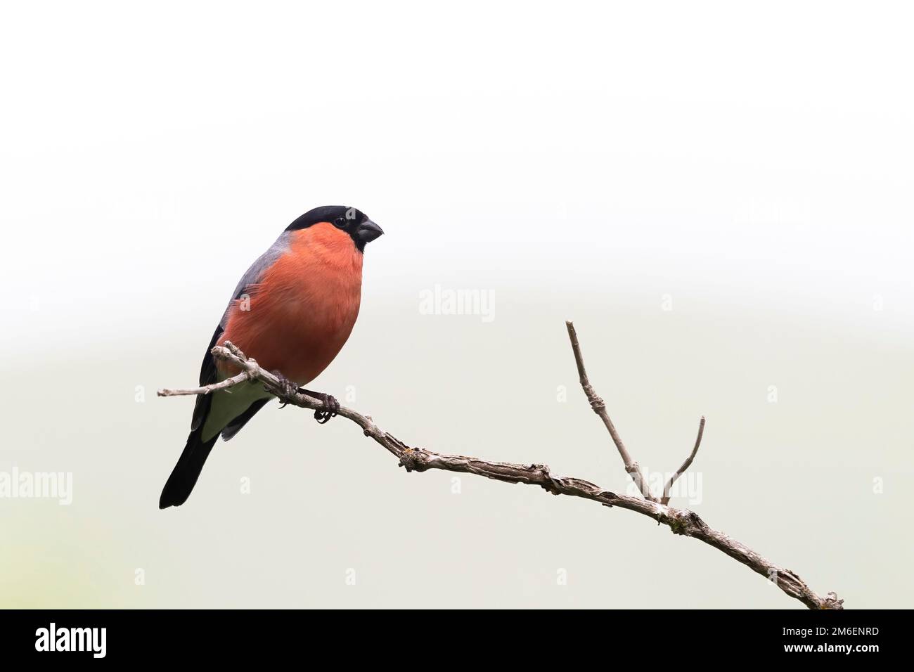 Le bullfinch eurasien mâle, le bullfinch commun ou le bullfinch (Pyrrhula pyrrhula) Banque D'Images