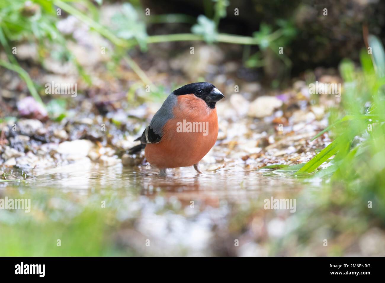 Le bullfinch eurasien mâle, le bullfinch commun ou le bullfinch (Pyrrhula pyrrhula) Banque D'Images