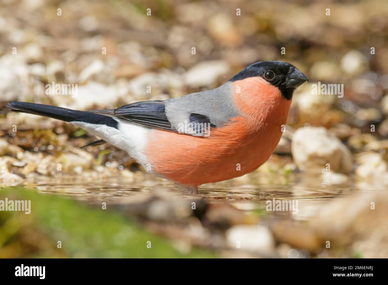 Le bullfinch eurasien mâle, le bullfinch commun ou le bullfinch (Pyrrhula pyrrhula) Banque D'Images