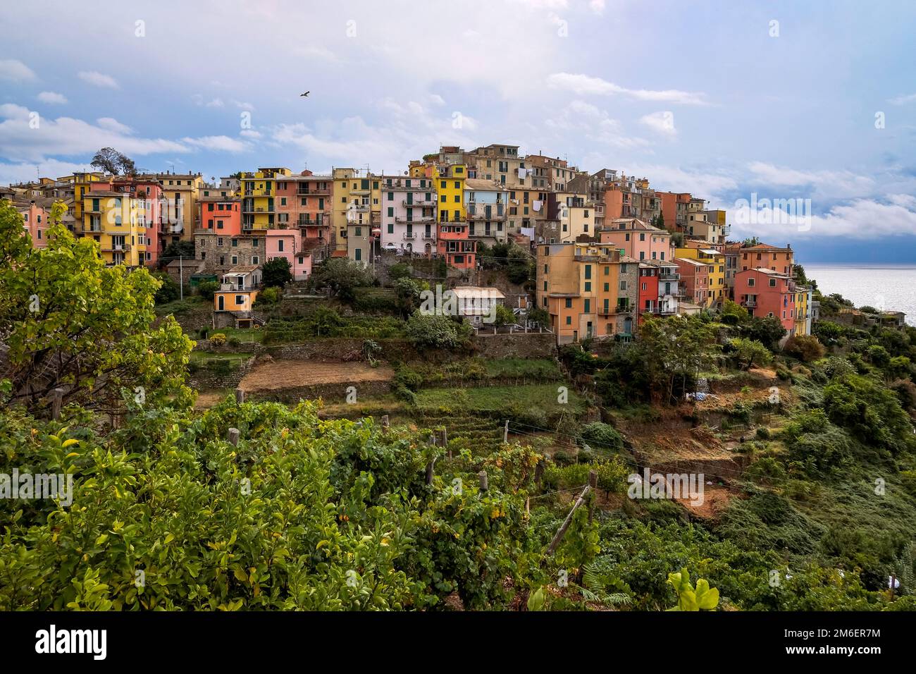 Maisons colorées suspendues dans une falaise avec terrasse champs verts - Corniglia, Cinque Terre, Italie Banque D'Images