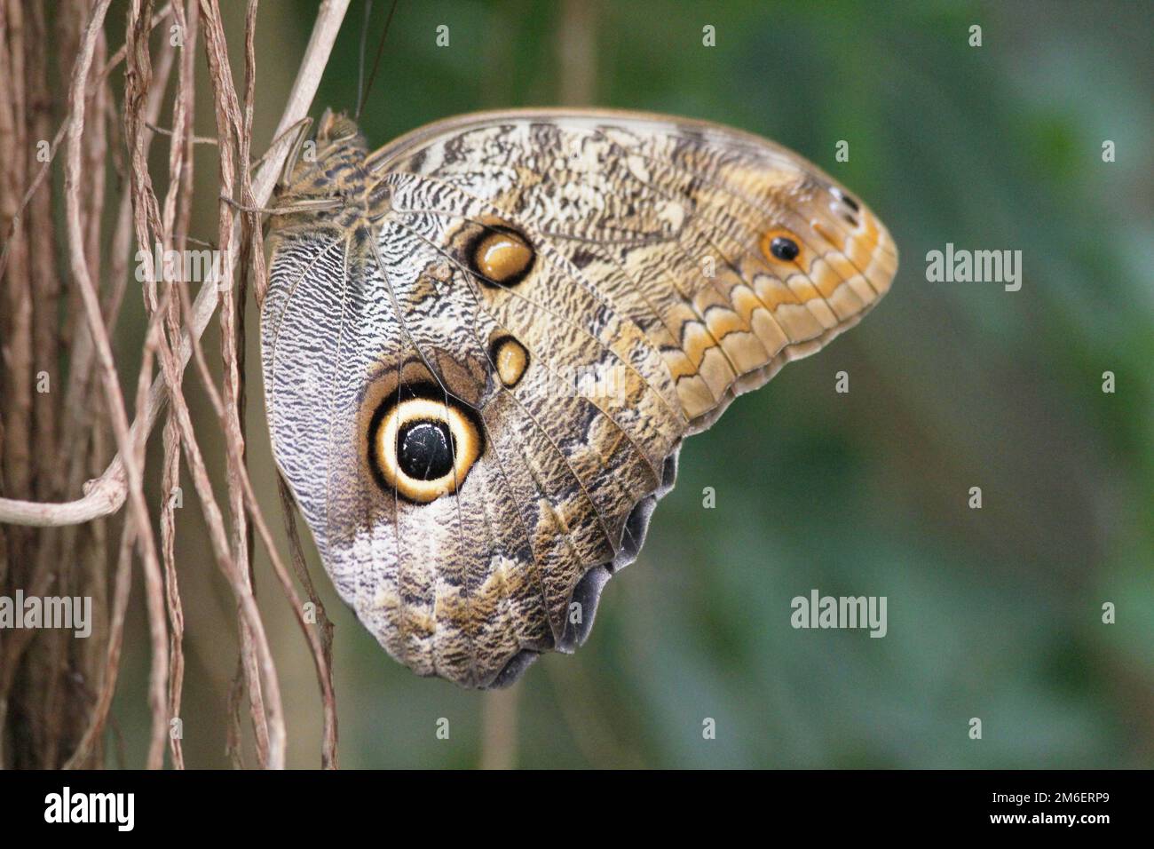 Hibou géant de la forêt (caligo eurilochus) Banque D'Images