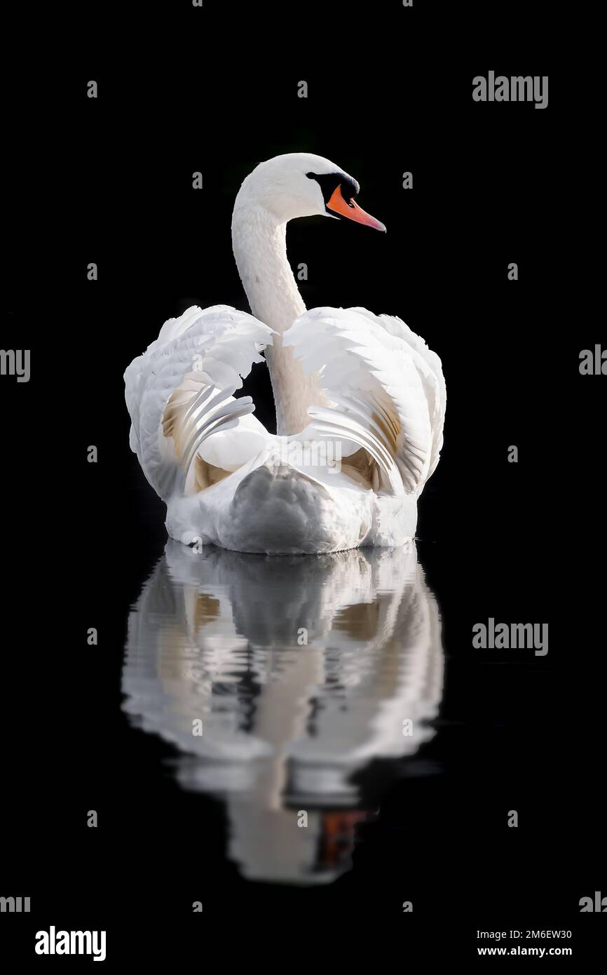 Un seul cygne blanc muet avec des ailes en bus dans l'eau isolé sur un fond noir avec réflexion dans North Walsham dans Norfolk Angleterre Banque D'Images