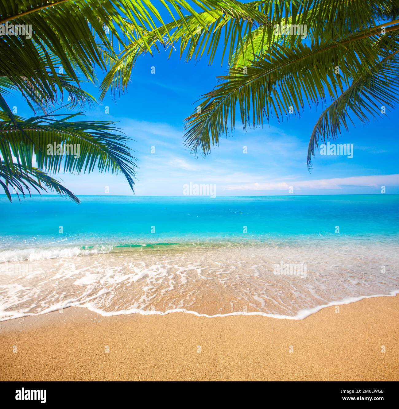 Plage tropicale avec cocotier Banque D'Images