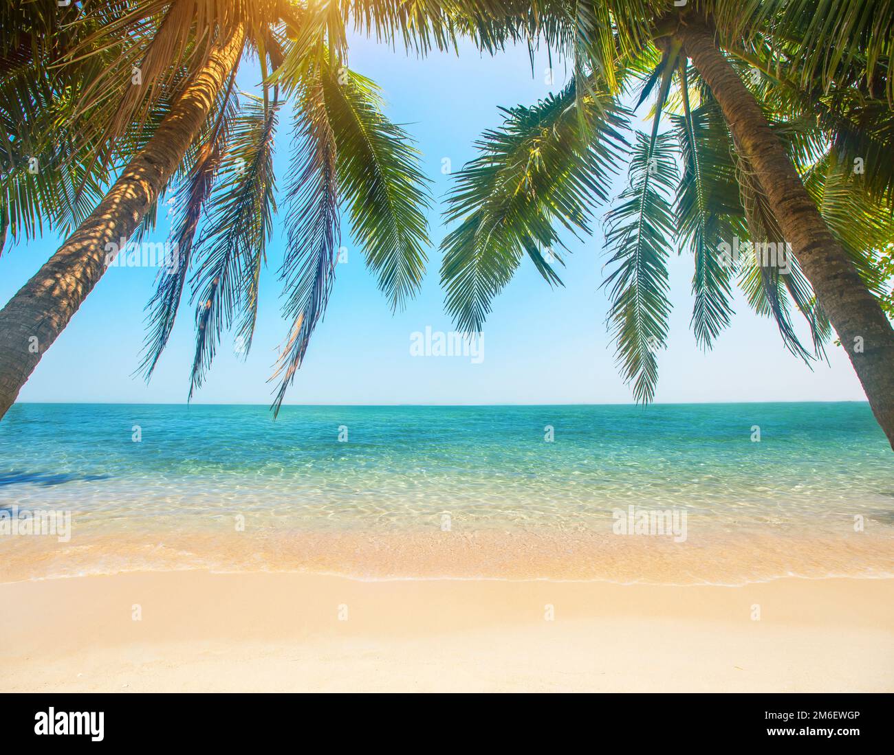 Plage tropicale avec cocotier Banque D'Images