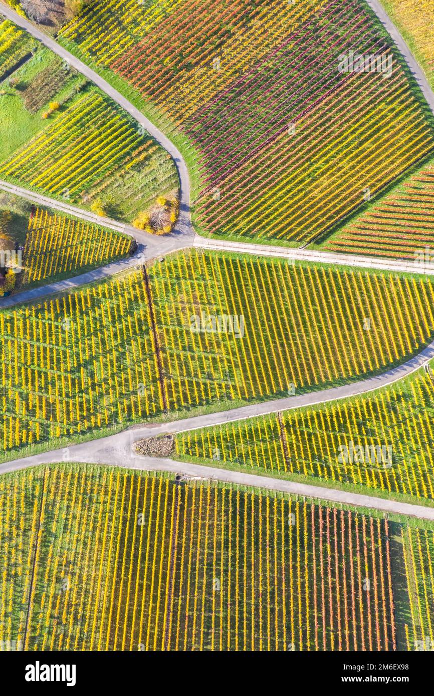 Weinberge Wein im Herbst Natur Jahreszeit Luftbild von oben Hochformat Banque D'Images