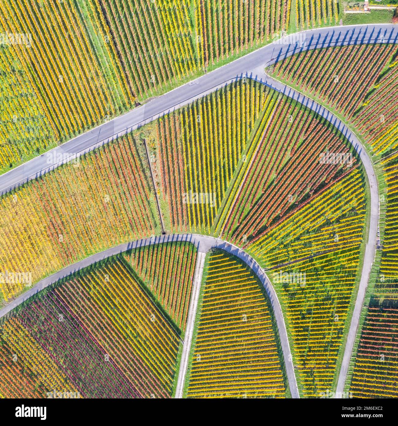 Weinberge Wein im Herbst Natur Jahreszeit Luftbild von oben quadratisch Banque D'Images