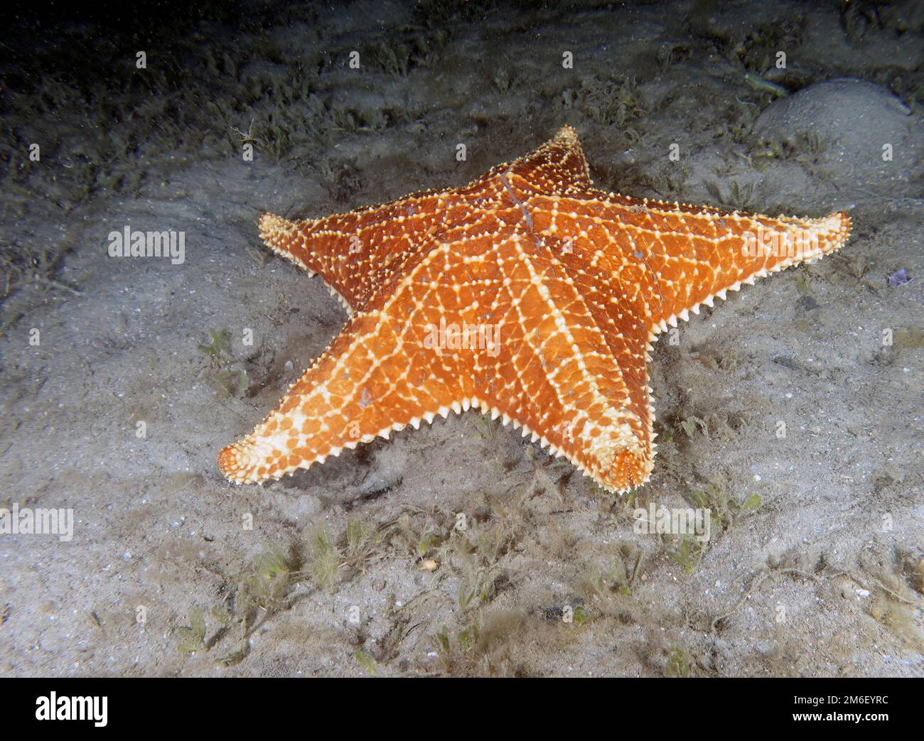 Une étoile de mer à coussin rouge (Oreaster reticulatus) en Floride, États-Unis Banque D'Images