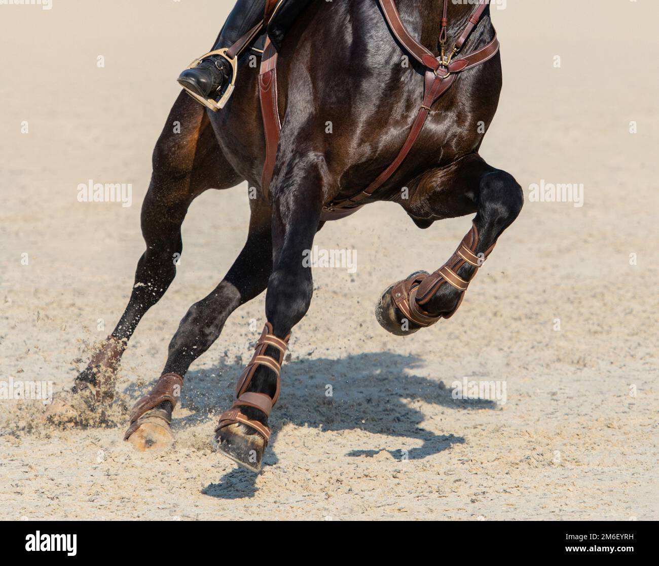 Gros plan sur les jambes du cheval de sport de la baie de course lors du saut d'obstacles. Banque D'Images