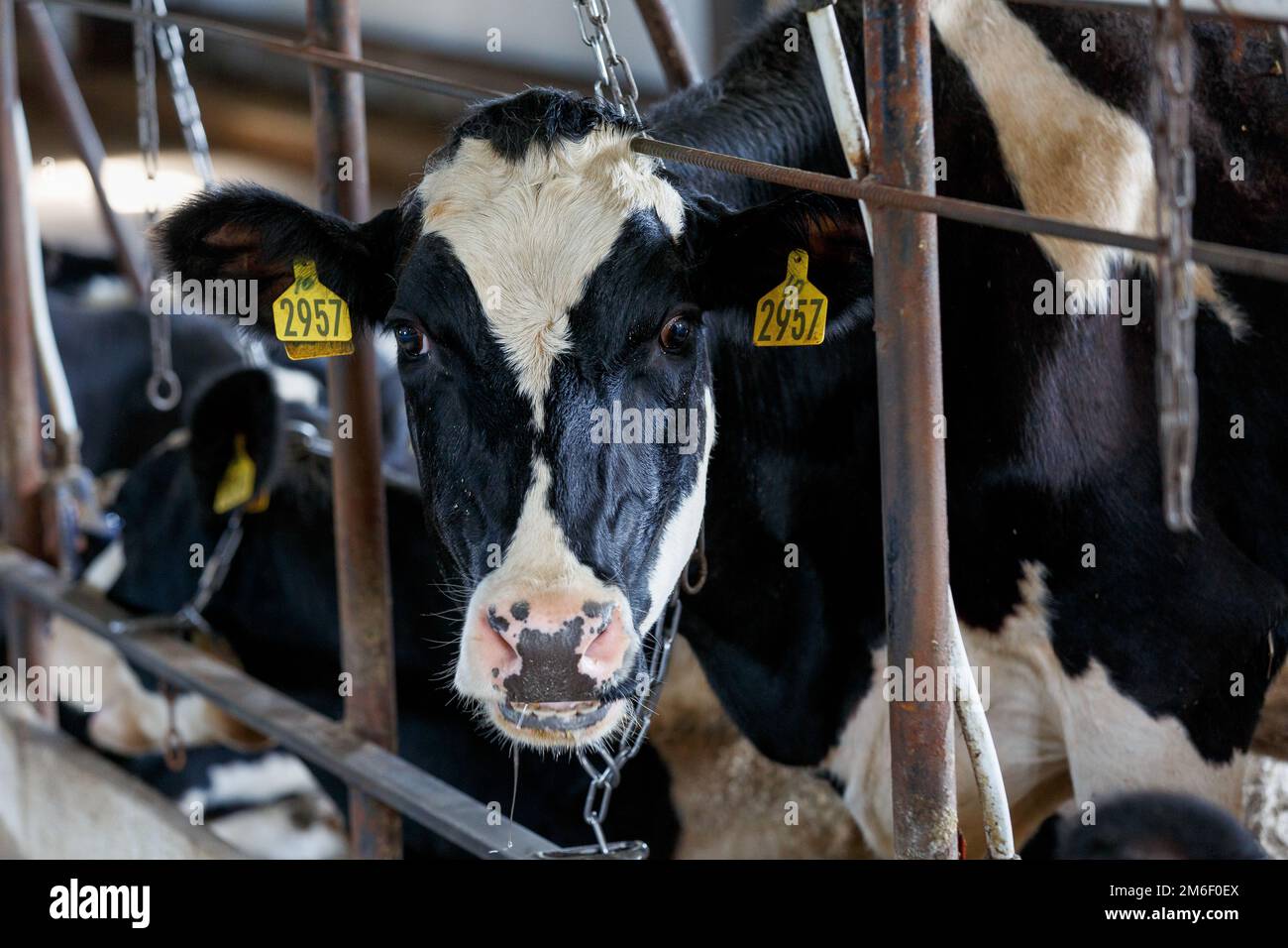 Élevage. Gros plan. Les vaches noires se trouvent dans la caméra, derrière le corral. La ferme laitière. Banque D'Images