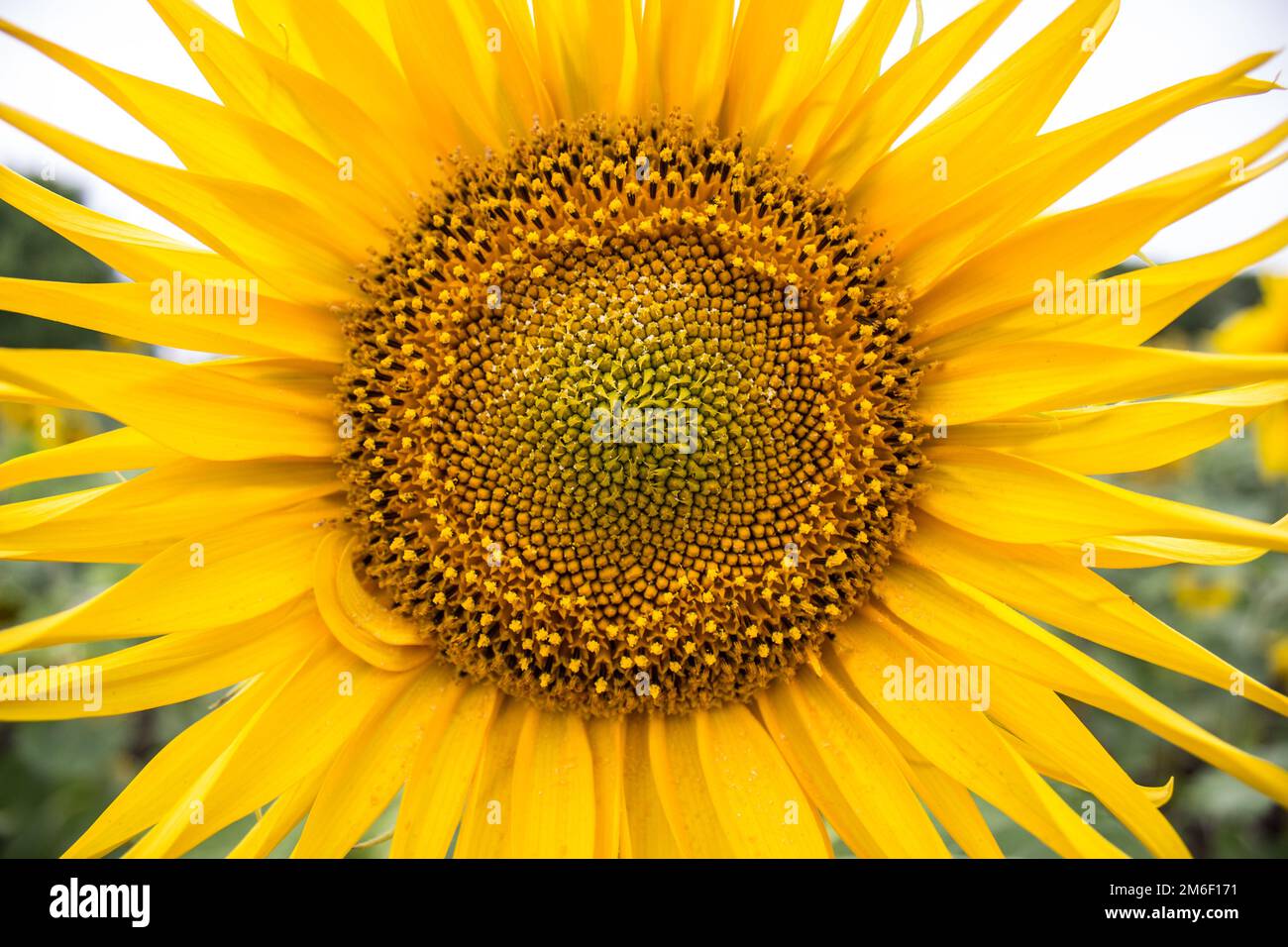 Gros plan de longs pétales jaunes d'un tournesol en fleurs sur le fond d'un champ avec des tournesols. Banque D'Images