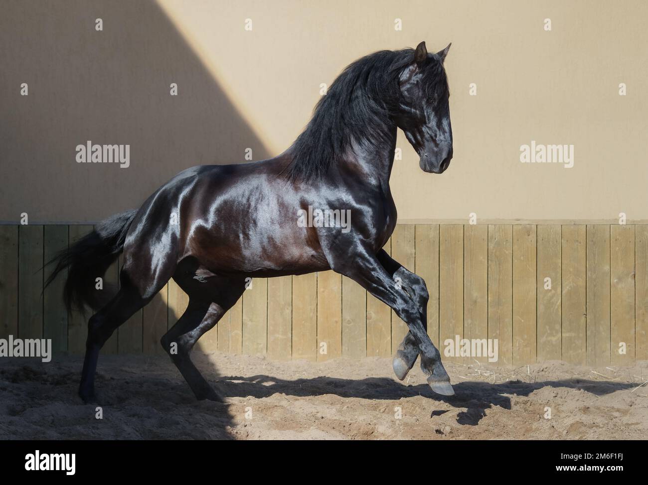 Magnifique cheval noir andalou tournant dans le paddock au coucher du soleil. Banque D'Images