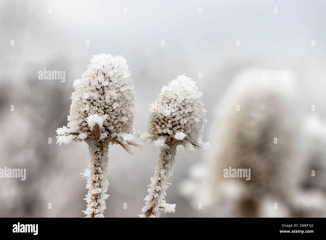 Une fleur de chardon séchée recouverte de cristaux de glace Banque D'Images