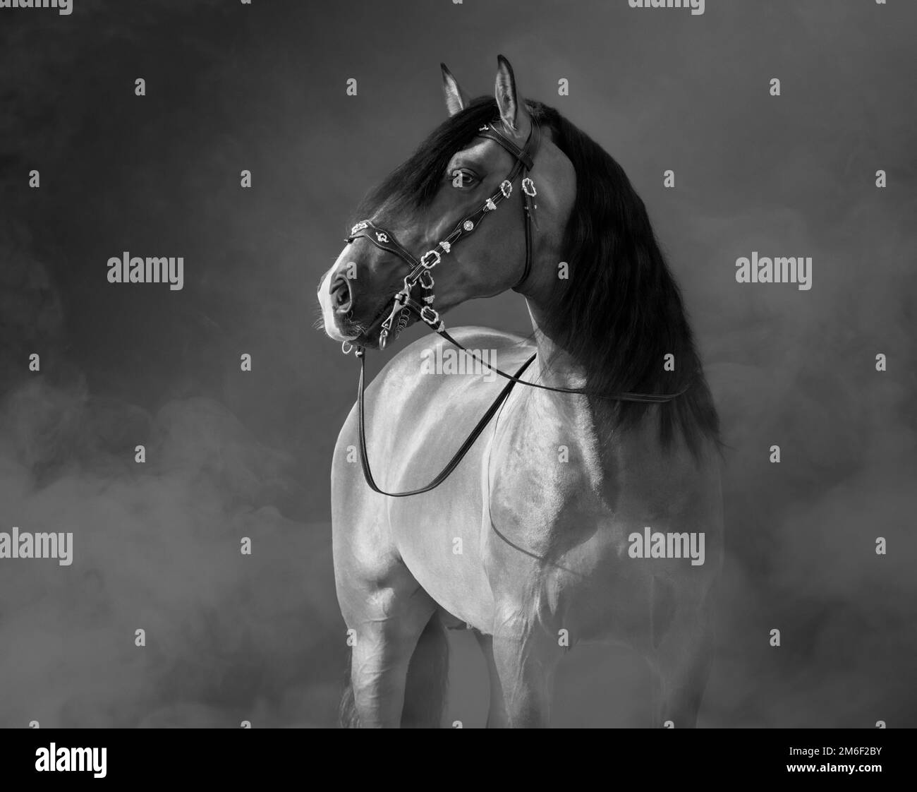 Cheval espagnol dans le bridle baroque dans la fumée légère. Photo noir et blanc. Banque D'Images