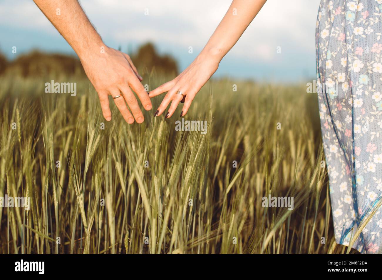 Une main d'homme et une main de femme ensemble dans un champ de blé. Récolte, mode de vie, concept de famille Banque D'Images