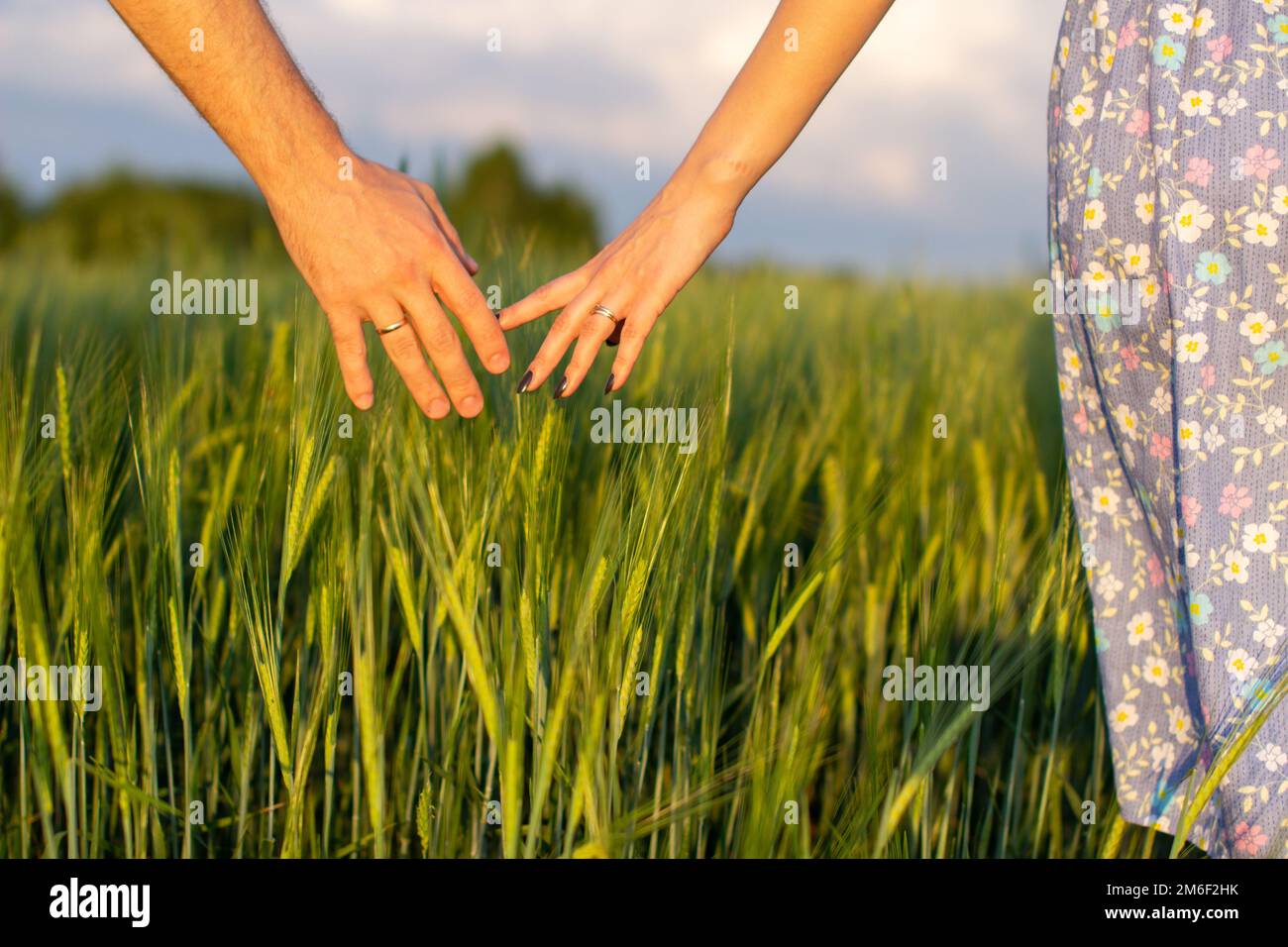 Une main d'homme et une main de femme ensemble dans un champ de blé. Récolte, mode de vie, concept de famille Banque D'Images