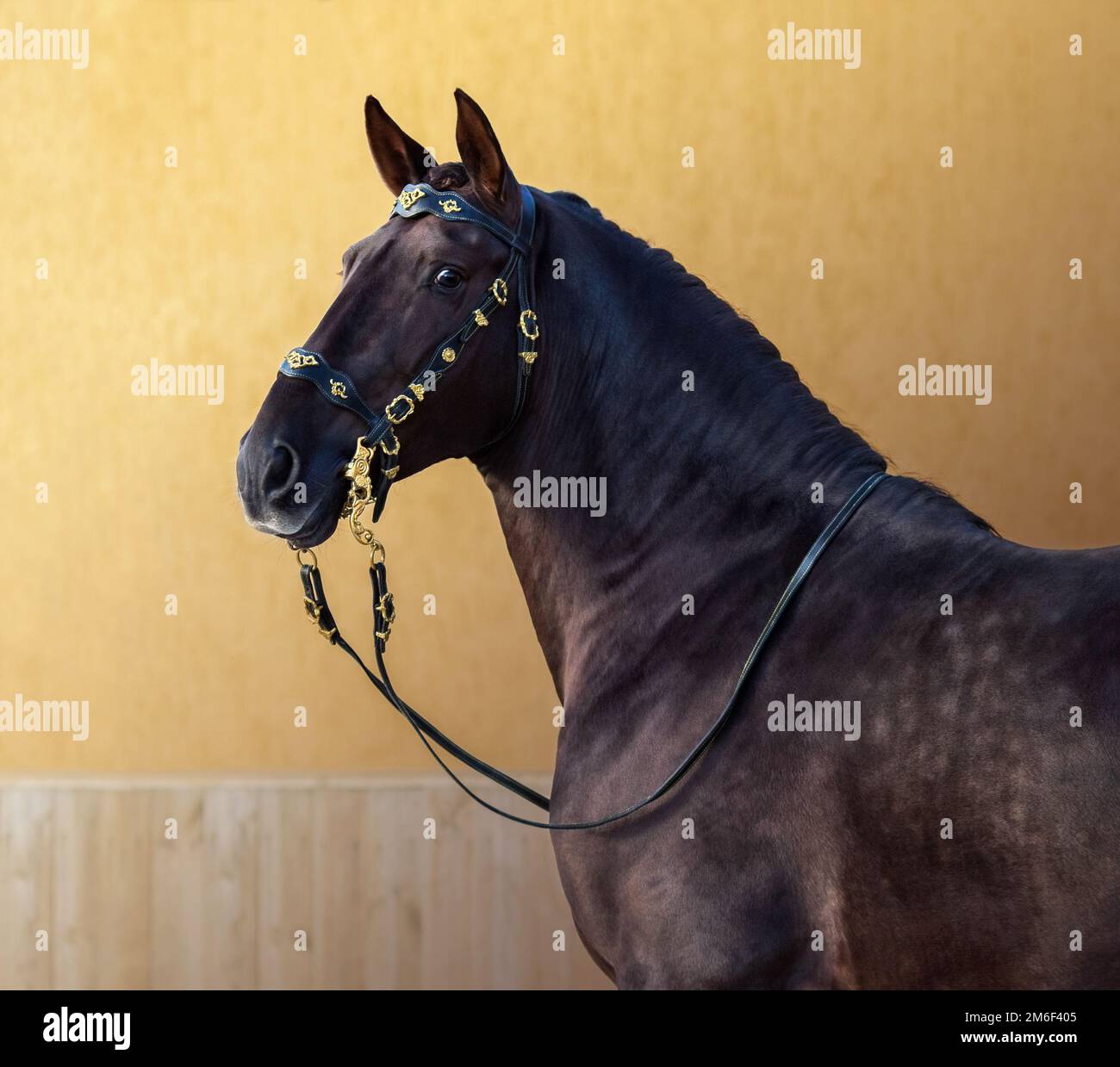 Cheval portugais au bord baroque portugais sur fond d'or. Banque D'Images