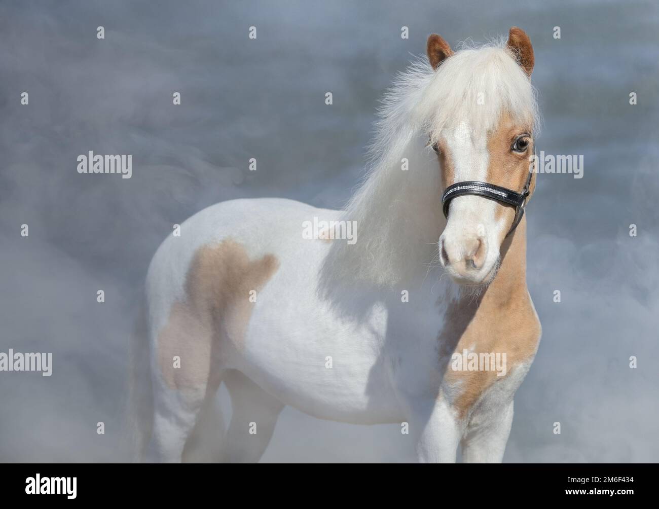 Peindre le cheval miniature américain sur fond de nature dans de la fumée légère. Banque D'Images
