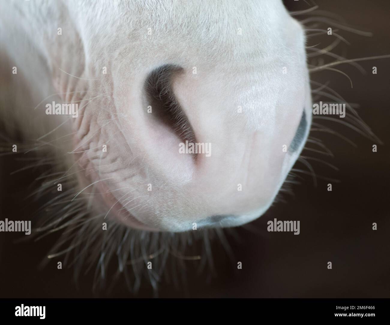 Partie du corps animal. Nez de cheval sur fond sombre. Gros plan. Banque D'Images