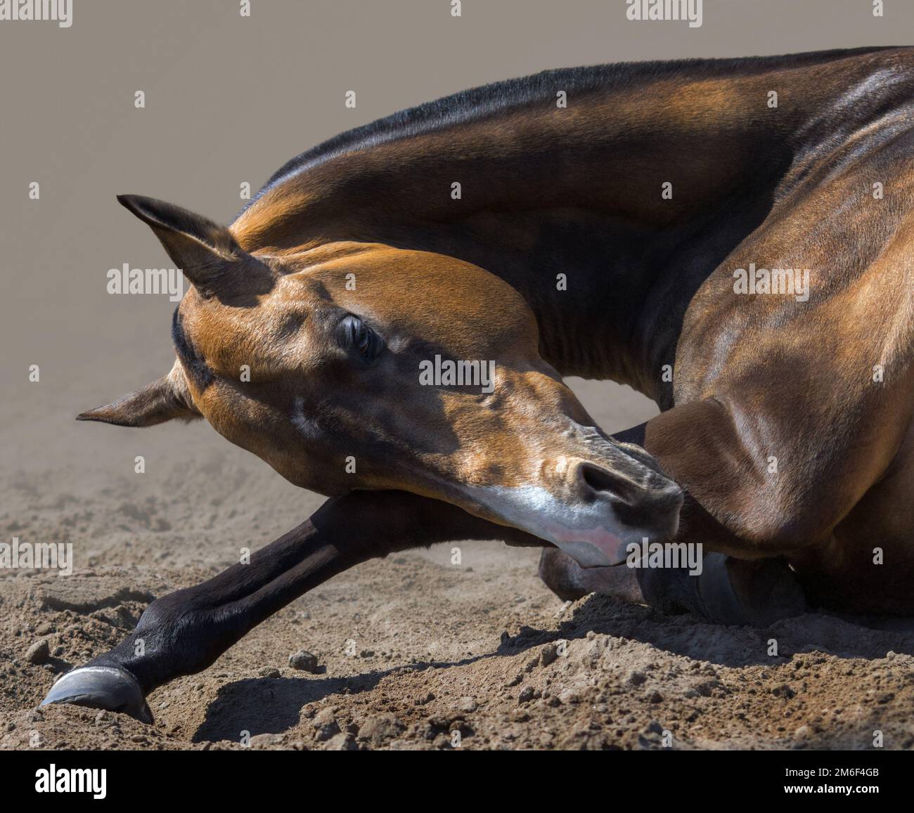Gros plan des rouleaux de tiges Akhalteke dans le sable. Banque D'Images