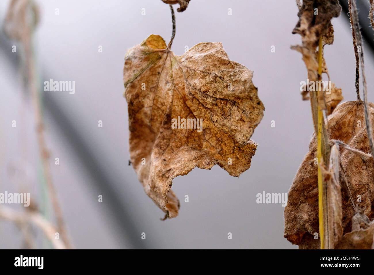 Feuilles de concombre flétris en serre Banque D'Images